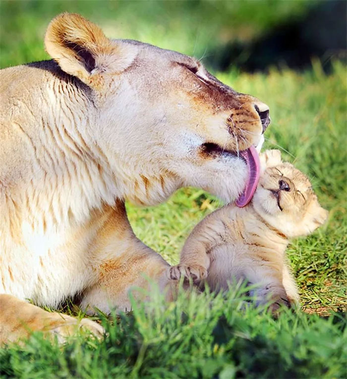 “¡Mamá! Estás arruinando mi melena”