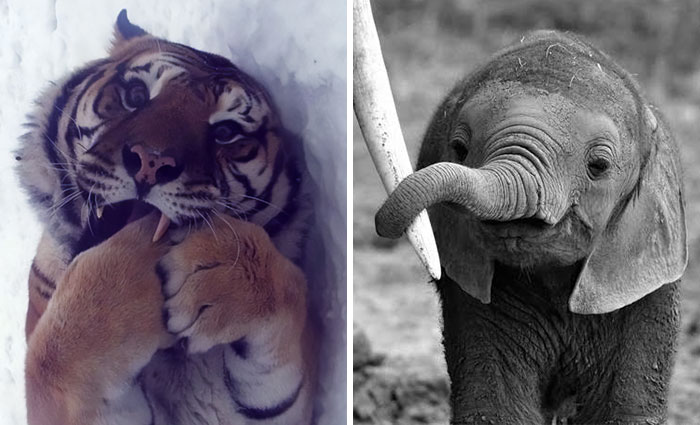 40 Fotos de animales salvajes que son peligrosamente tiernos