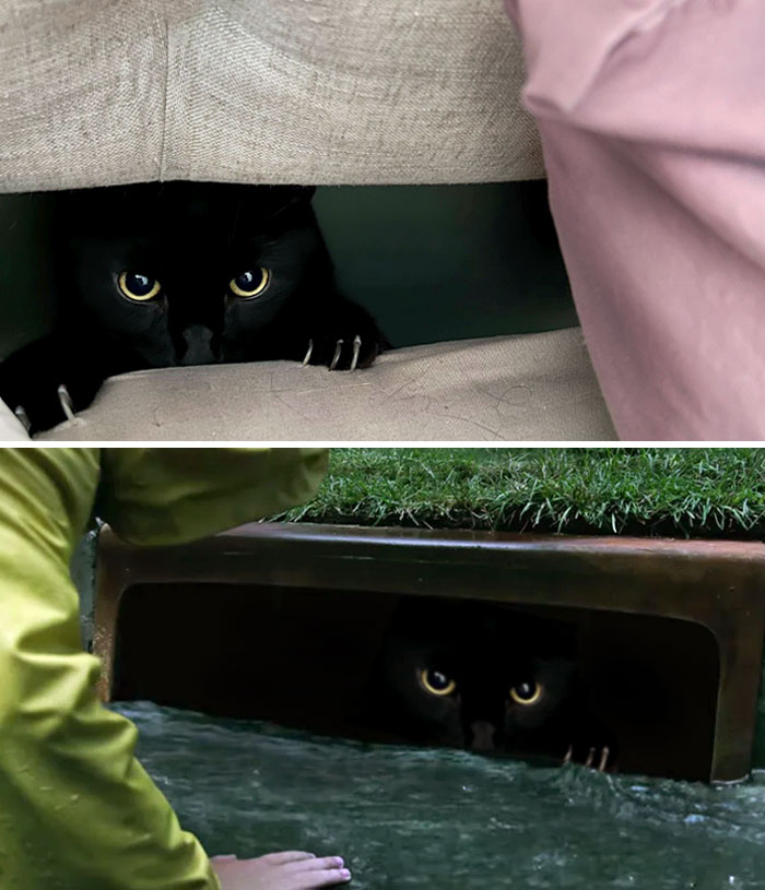 Este gato que se asoma por una abertura entre el marco de la cama y el colchón