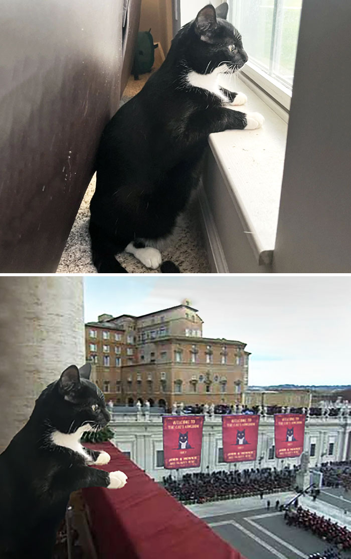 Este gato mirando por la ventana