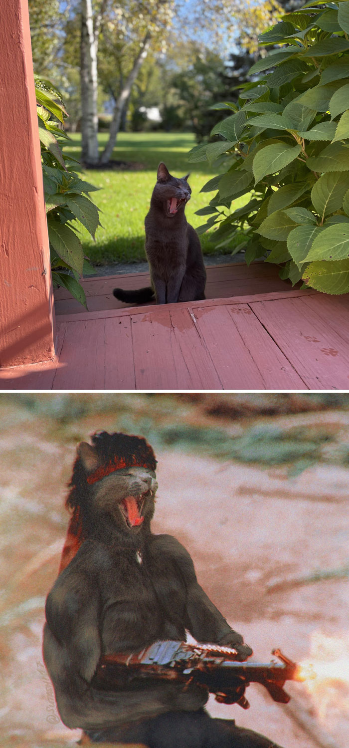 Un gato que bosteza
