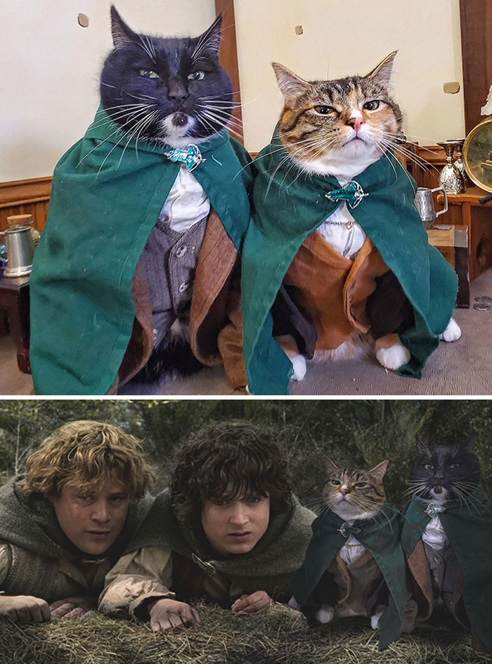 Dos gatos con capa