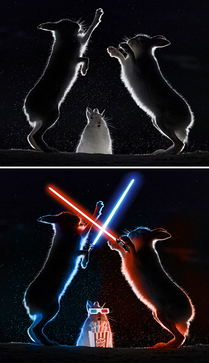 Esta pelea de conejos
