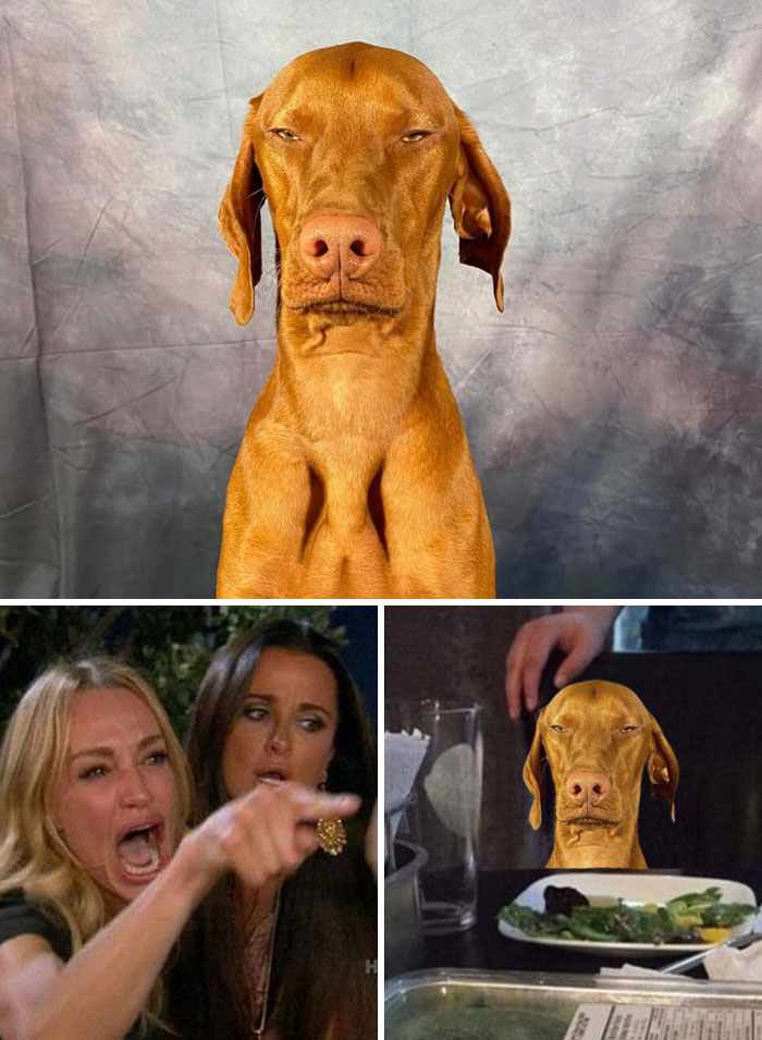 Perro molesto
