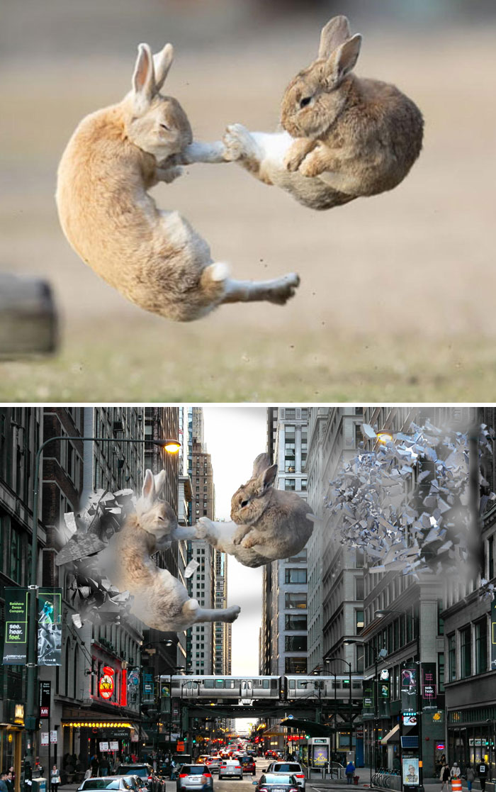 Conejitos Kung Fu 