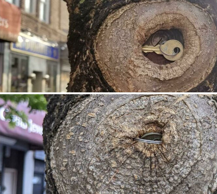 Después de 10 meses, este árbol se ha tragado una llave casi por completo