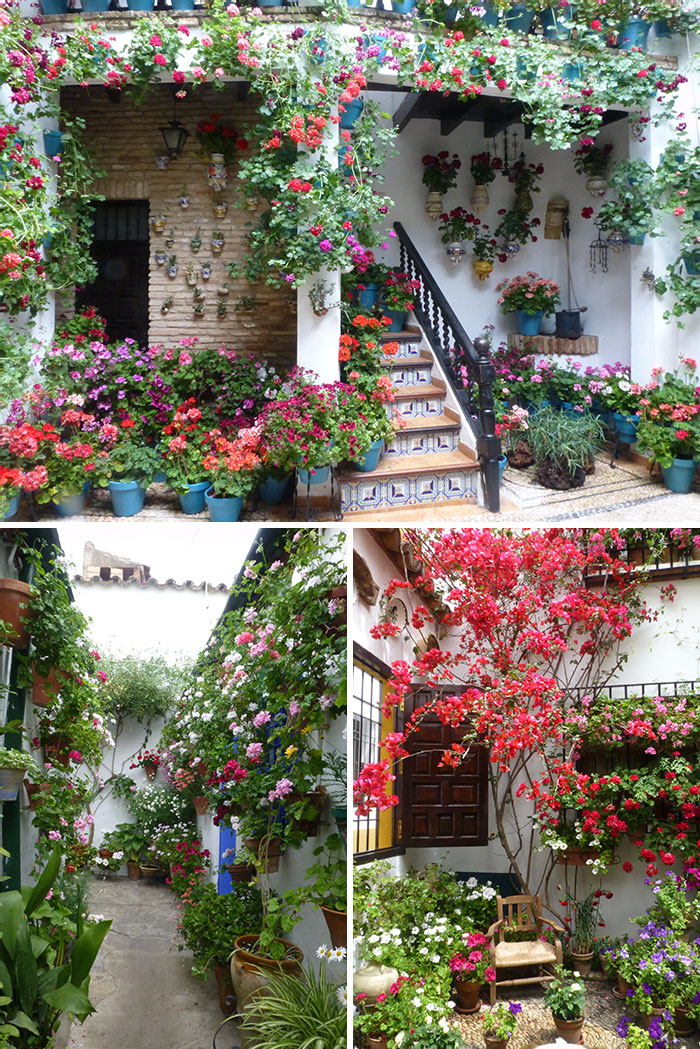 Festival de los Patios de Córdoba en España. Cada año, en mayo, los residentes abren sus patios para que el público pueda ver sus singulares exhibiciones