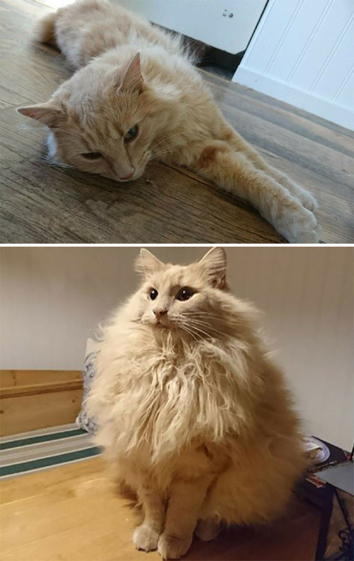 El abrigo de invierno que se pone mi gato bosque de Noruega