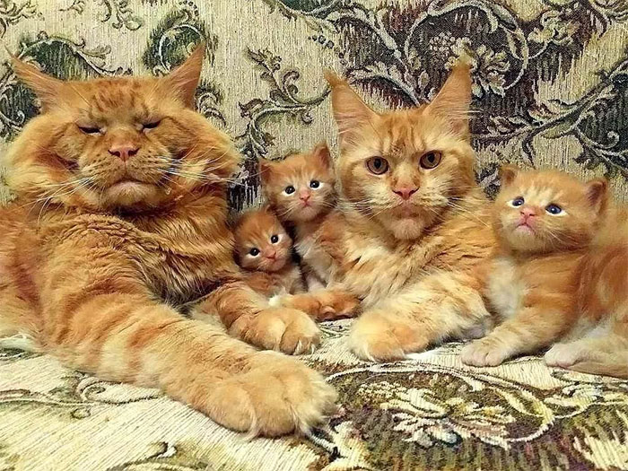 La Familia Real de los Habsburgo