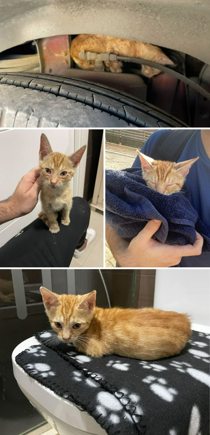 Hace una semana rescaté a un gatito del motor de un autobús, ¡y aquí está su actualización!