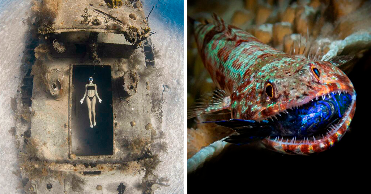 30 Fotos increíbles tomadas bajo el agua