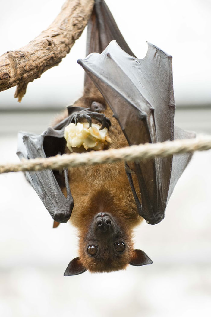 "Las cebras no pueden dormir solas": 30 Datos sobre animales muy edificantes