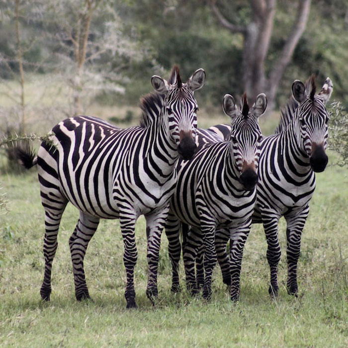 "Las cebras no pueden dormir solas": 30 Datos sobre animales muy edificantes