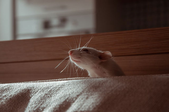 "Las cebras no pueden dormir solas": 30 Datos sobre animales muy edificantes
