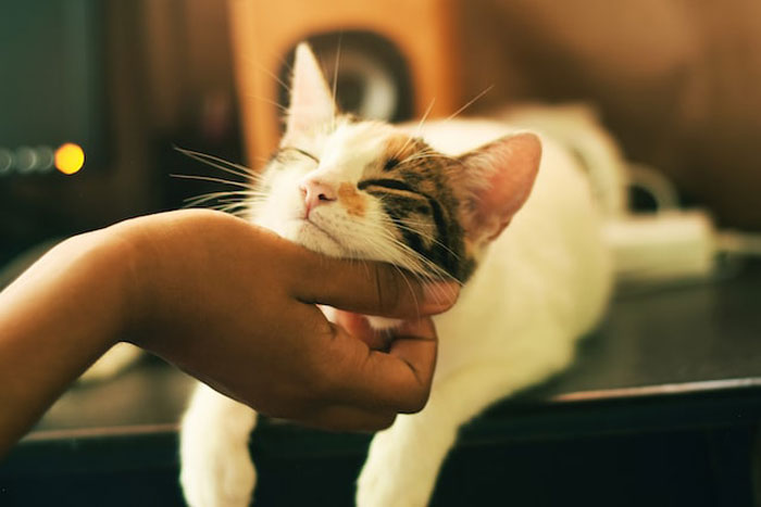 "Las cebras no pueden dormir solas": 30 Datos sobre animales muy edificantes