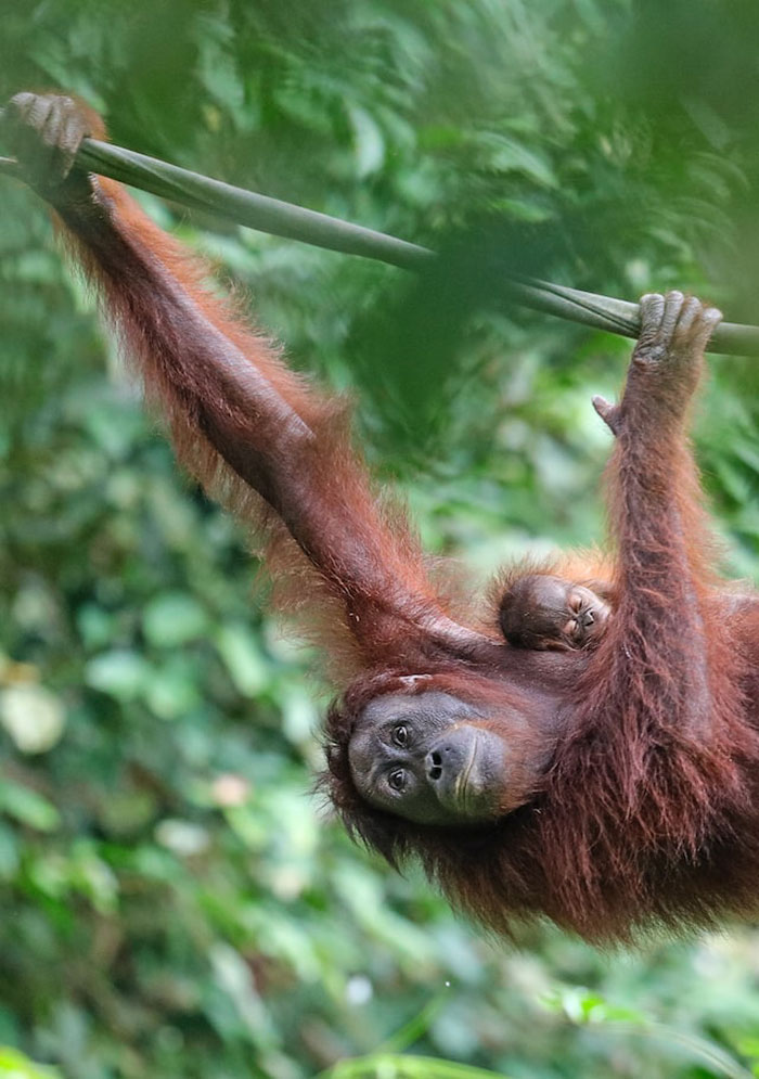 "Las cebras no pueden dormir solas": 30 Datos sobre animales muy edificantes