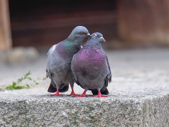 "Las cebras no pueden dormir solas": 30 Datos sobre animales muy edificantes