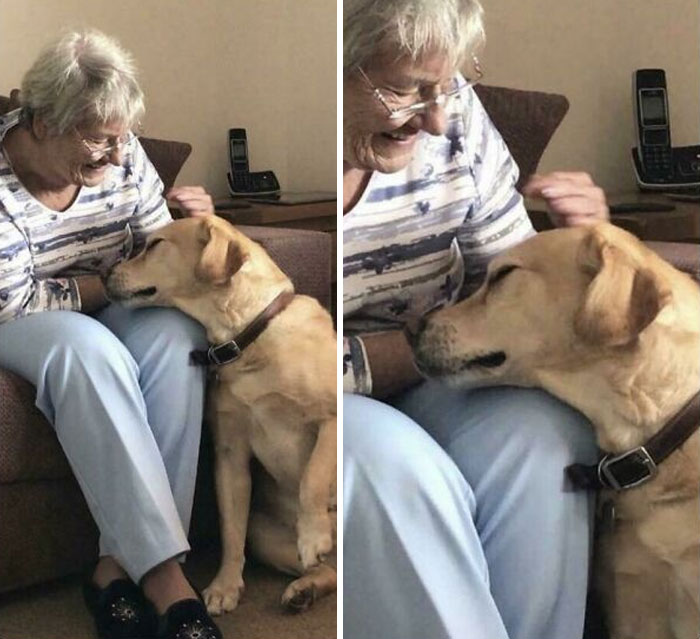 Mi abuela tiene demencia y todos los días conoce a mi perro por primera vez y siempre queda encantada. Me las arreglé para captar uno de esos momentos