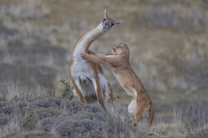 Los animales en el medio ambiente: 2do clasificado, “Un puma cazando a un guanaco” por Ingo Arndt