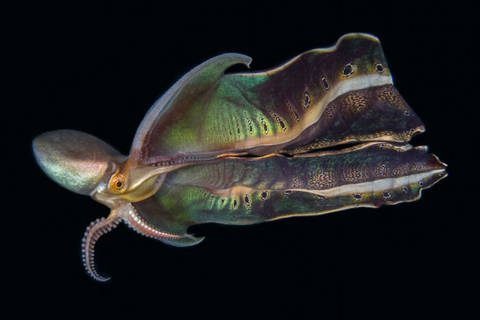 2do lugar, fotógrafo oceánico del año