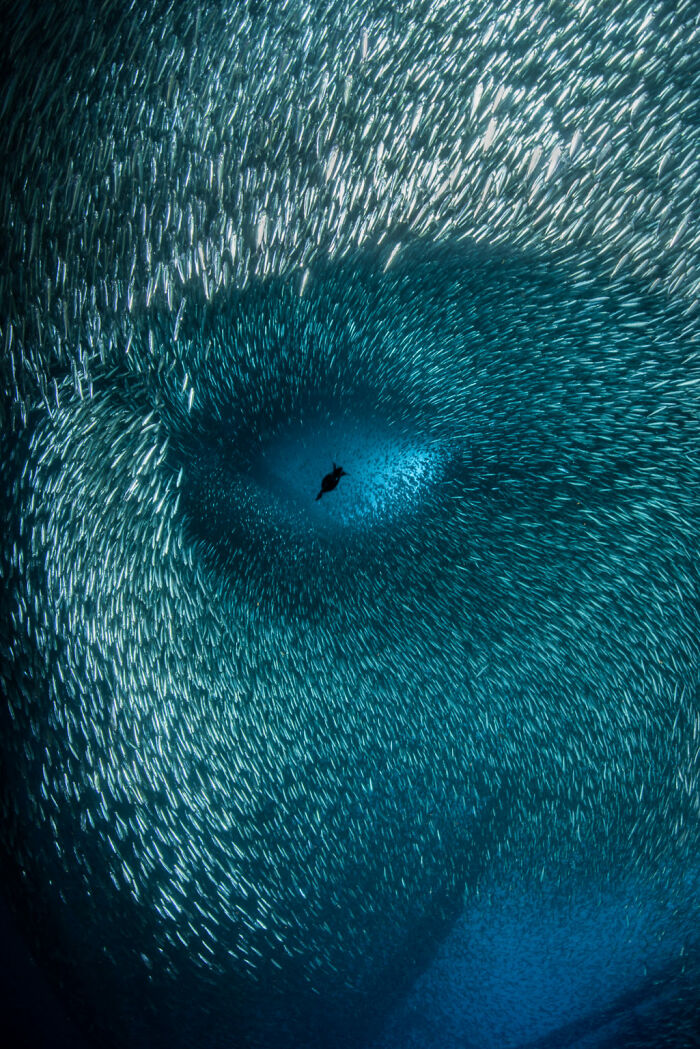 3er lugar, fotógrafo oceánico del año