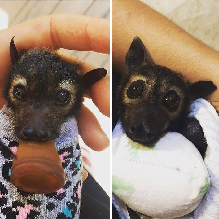 Se llama Bean, y ha crecido lo bastante como para volver a su hábitat