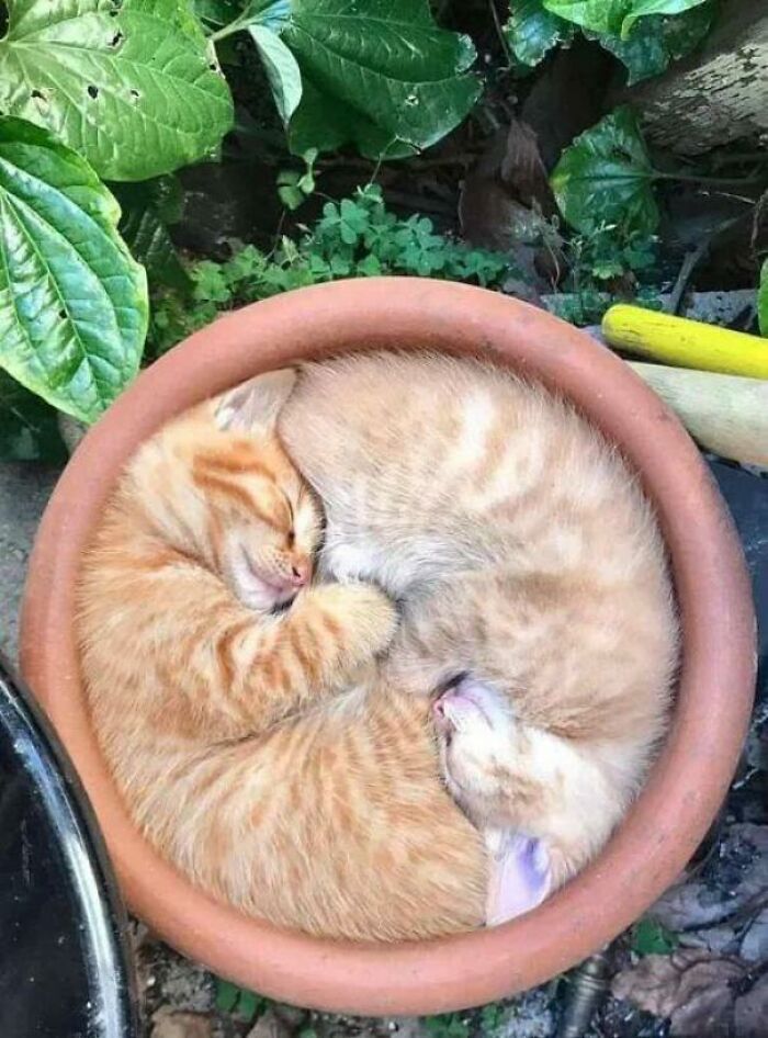 Este círculo perfecto de gatos 