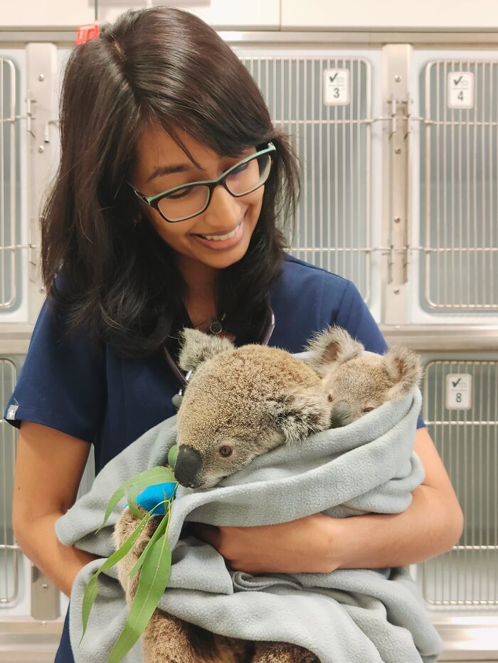 Una joven koala llegó a nosotros con heridas de pelea contra perros y me di cuenta de que tenía un pezón lactante. Nos llevó un día entero, pero pudimos encontrar a su bebé y reunirla con él
