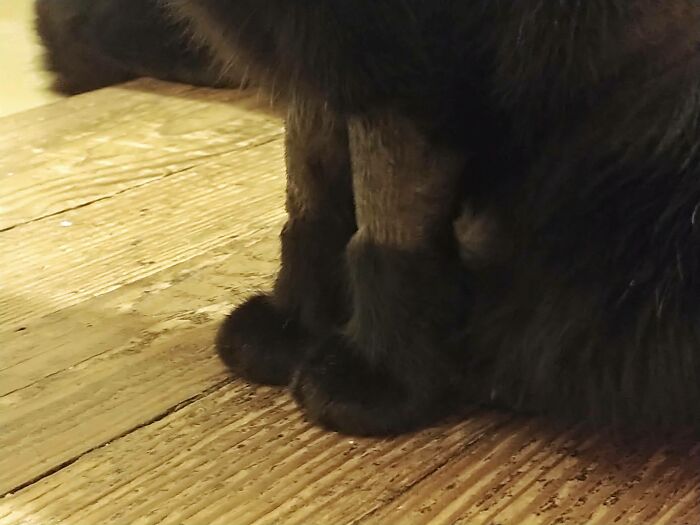 El veterinario tuvo que afeitar las piernas de mi pequeño y terminó haciéndole una botas con el pelo