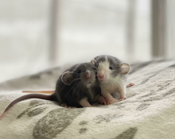 Son hermanitos