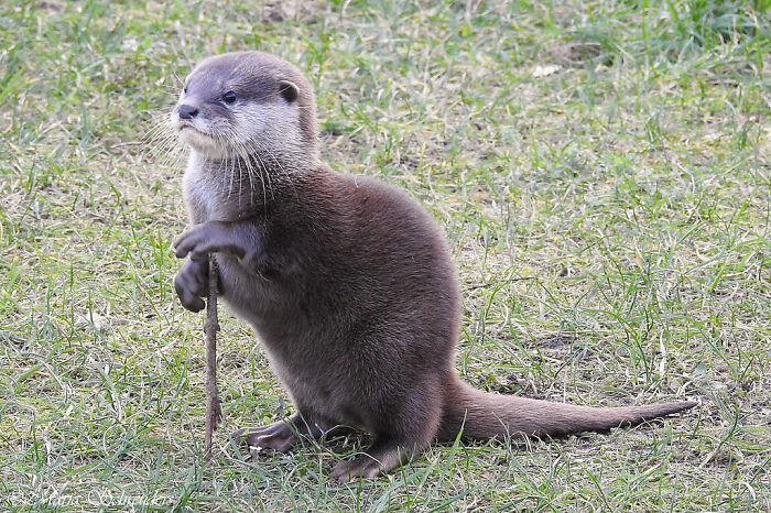 La nutria se sostiene con una rama