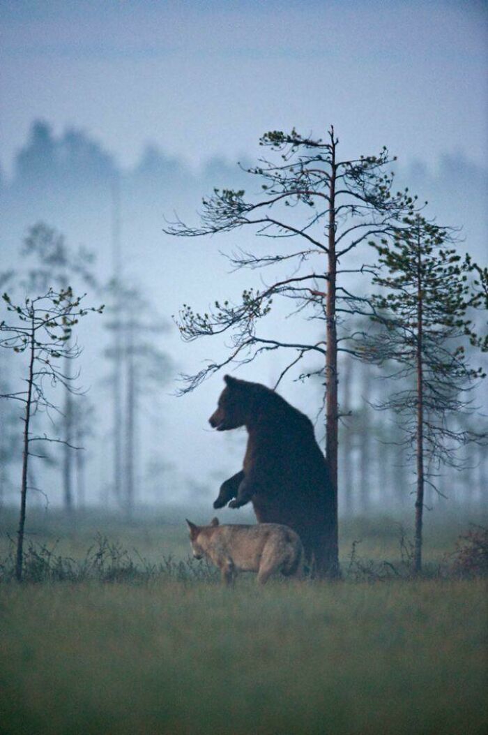 En 2013, un oso pardo macho y una hembra de lobo gris fueron documentados mientras cazaban juntos, caminaban y compartían animales muertos durante las noches