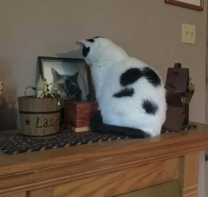 Un gato extraña a su hermana; todos los días, se sienta así durante media hora. Los animales son parecidos a los humanos