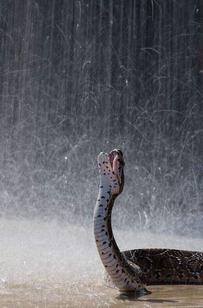 ¡Llueve!
