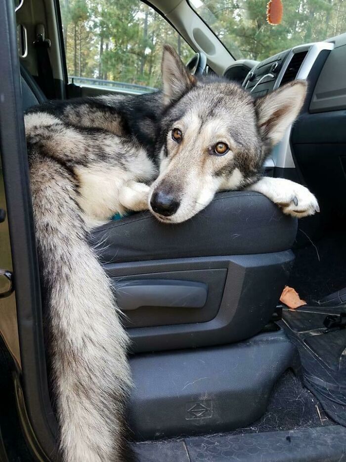 Esta es la foto que me hizo decir "Voy a conducir 1300 km para rescatar a ese cachorro con necesidades especiales"