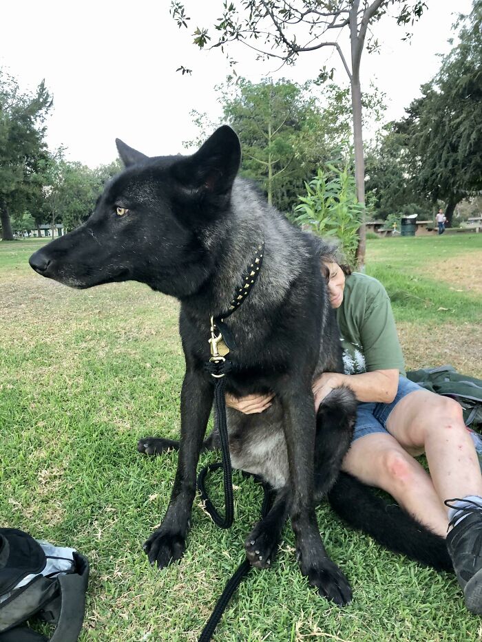 Mi perro lobo, Faelen, dando mimos a mi madre