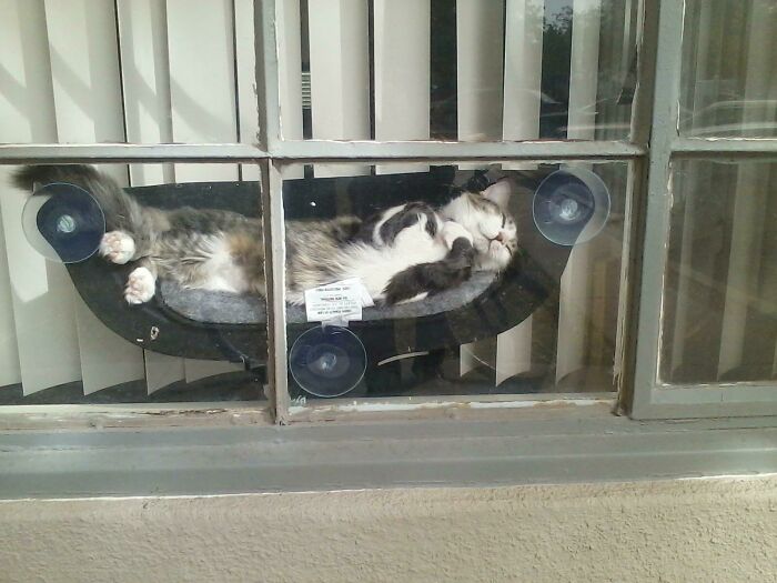 Mi amigo tiene una hamaca para su gato