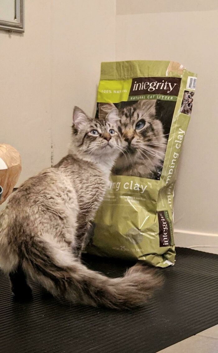 Me dicen que mi gatito recién adoptado del refugio pertenece a este lugar