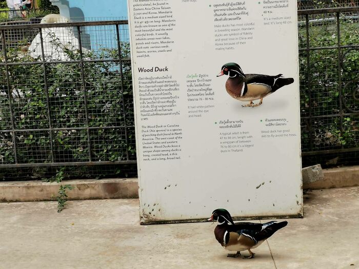 Este pato pasando por delante de su propio cartel