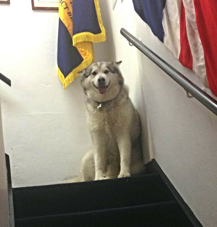 Nuestra súper amenazadora perra guardiana... Es una Alaskan Malamute con una gran sonrisa