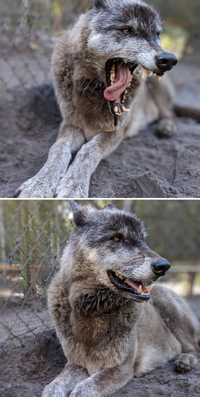Aquí hay más de Yuki, el híbrido de perro lobo