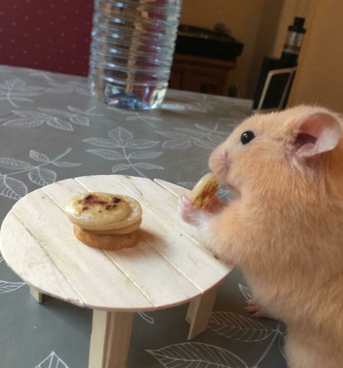 Hice tortas diminutas y una mesa diminuta para mi pequeño amigo