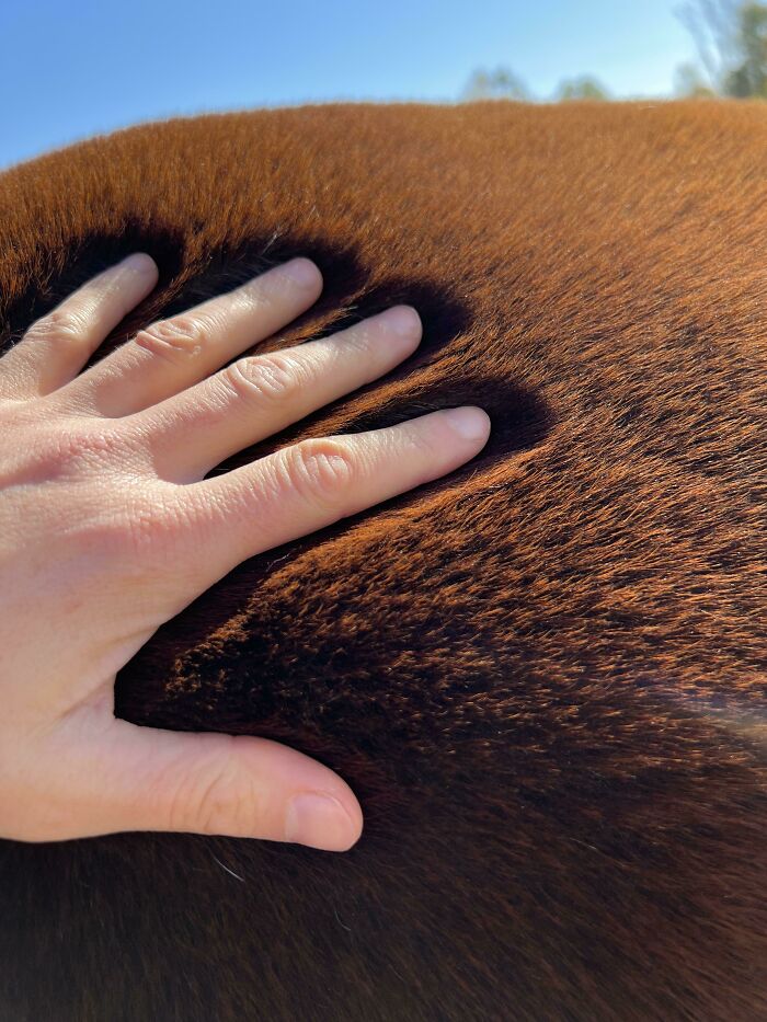 La forma en la que el pelaje de este caballo se aplasta cuando lo acaricio