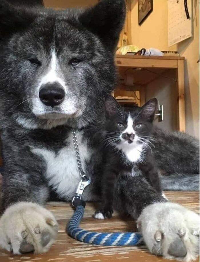 Este gato y este perro son exactamente iguales