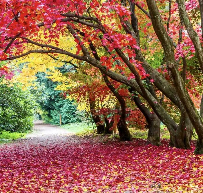 Unos árboles en otoño con unos colores hermosos