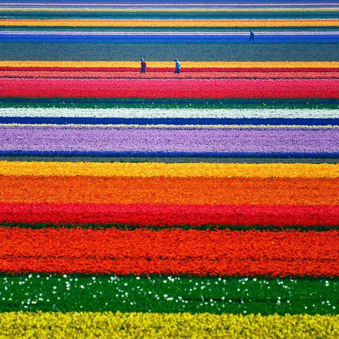 Los campos de tulipanes en las afueras de Holanda del Norte