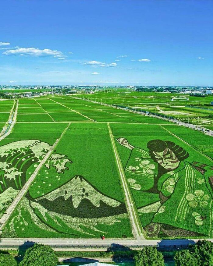 Arte japonés en los campos de arroz