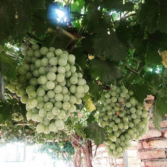 Esta es la época del año de las altas temperaturas y las uvas buenas. La casa de mi abuelo tiene unos grandes racimos de uvas