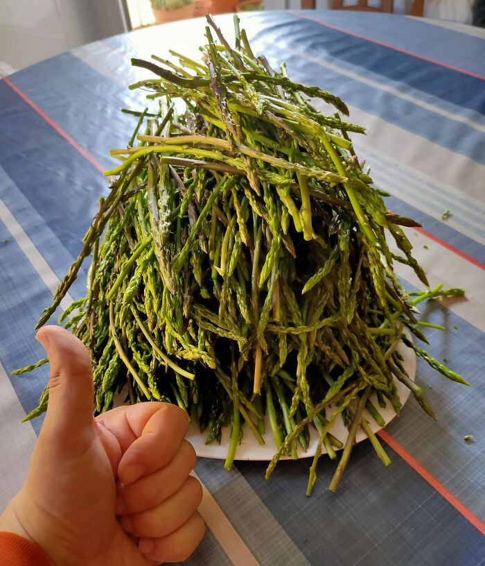 Pues, hoy encontré algunas docenas de espárragos