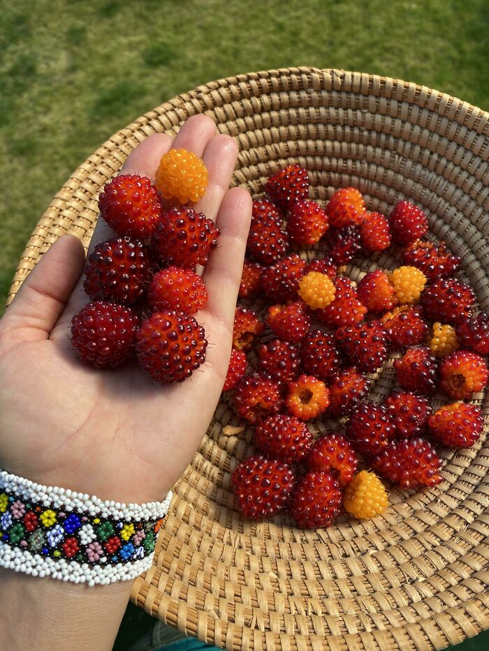 Este año, ¡¡¡la temporada de frambuesas es una locura!!! ¡¡Están deliciosas!! Jamás las había visto así de grandes y sabrosas